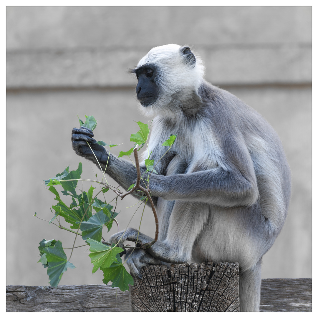 nachdenklicher Hulman-Langur 