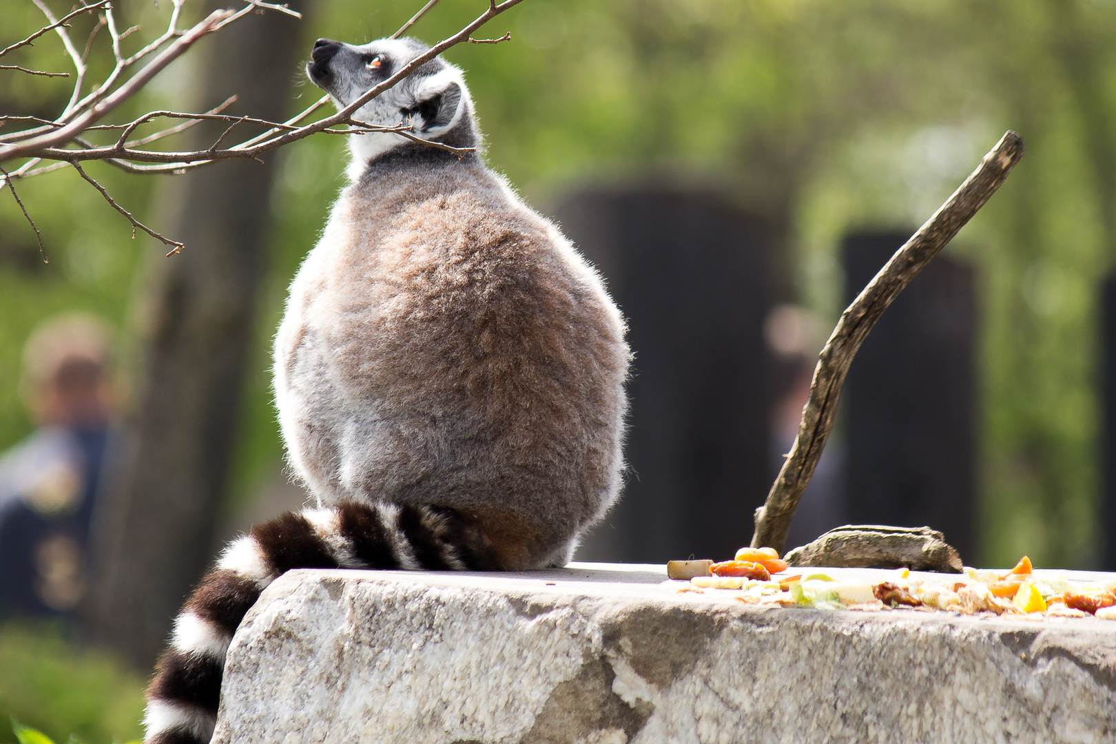 Nachdenklicher Lemur