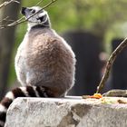 Nachdenklicher Lemur