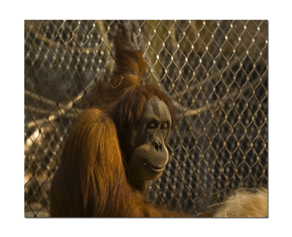 Nachdenklicher Orang-Utan