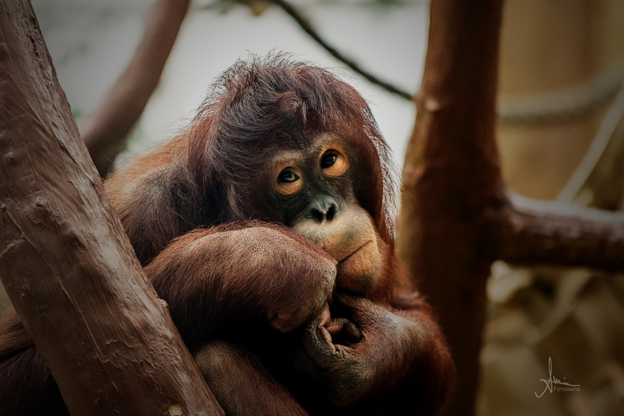 Nachdenklicher Orang-Utan