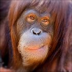 nachdenklicher Orang-Utan