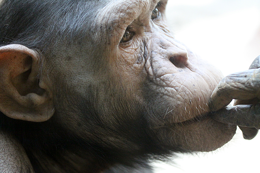 Nachdenklicher Schimpanse