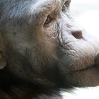 Nachdenklicher Schimpanse