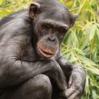 nachdenklicher Schimpanse