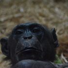Nachdenklicher Schimpanse 