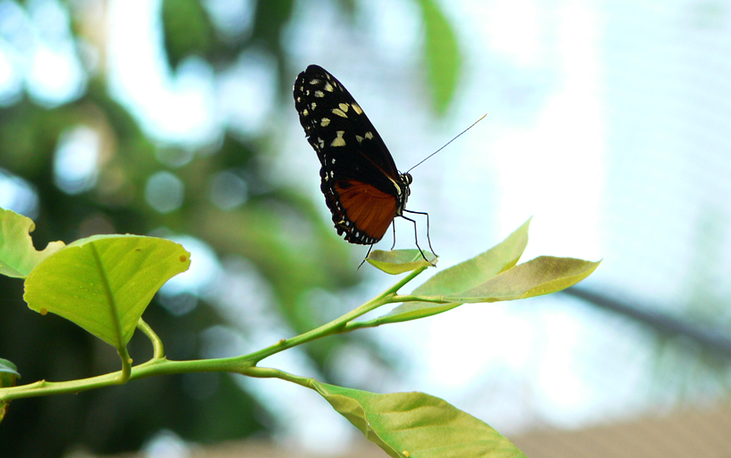 Nachdenklicher Schmetterling