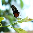 Nachdenklicher Schmetterling