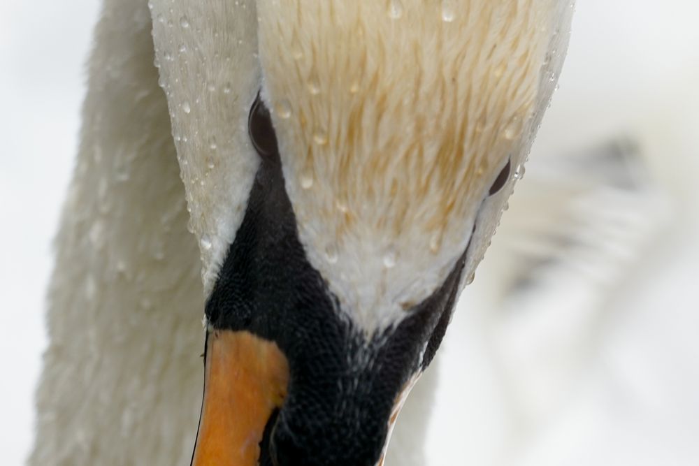 Nachdenklicher Schwan