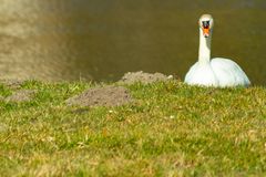 Nachdenklicher Schwan