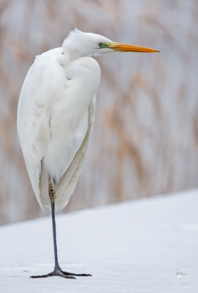 Nachdenklicher Silberreiher an frostigem Morgen am See