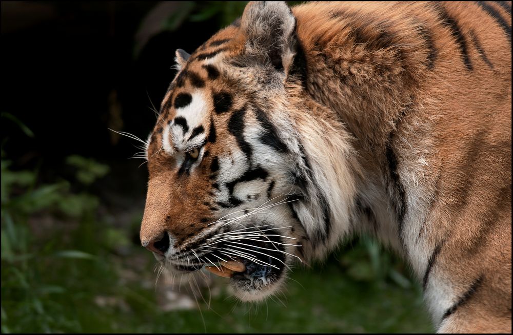 Nachdenklicher Tiger