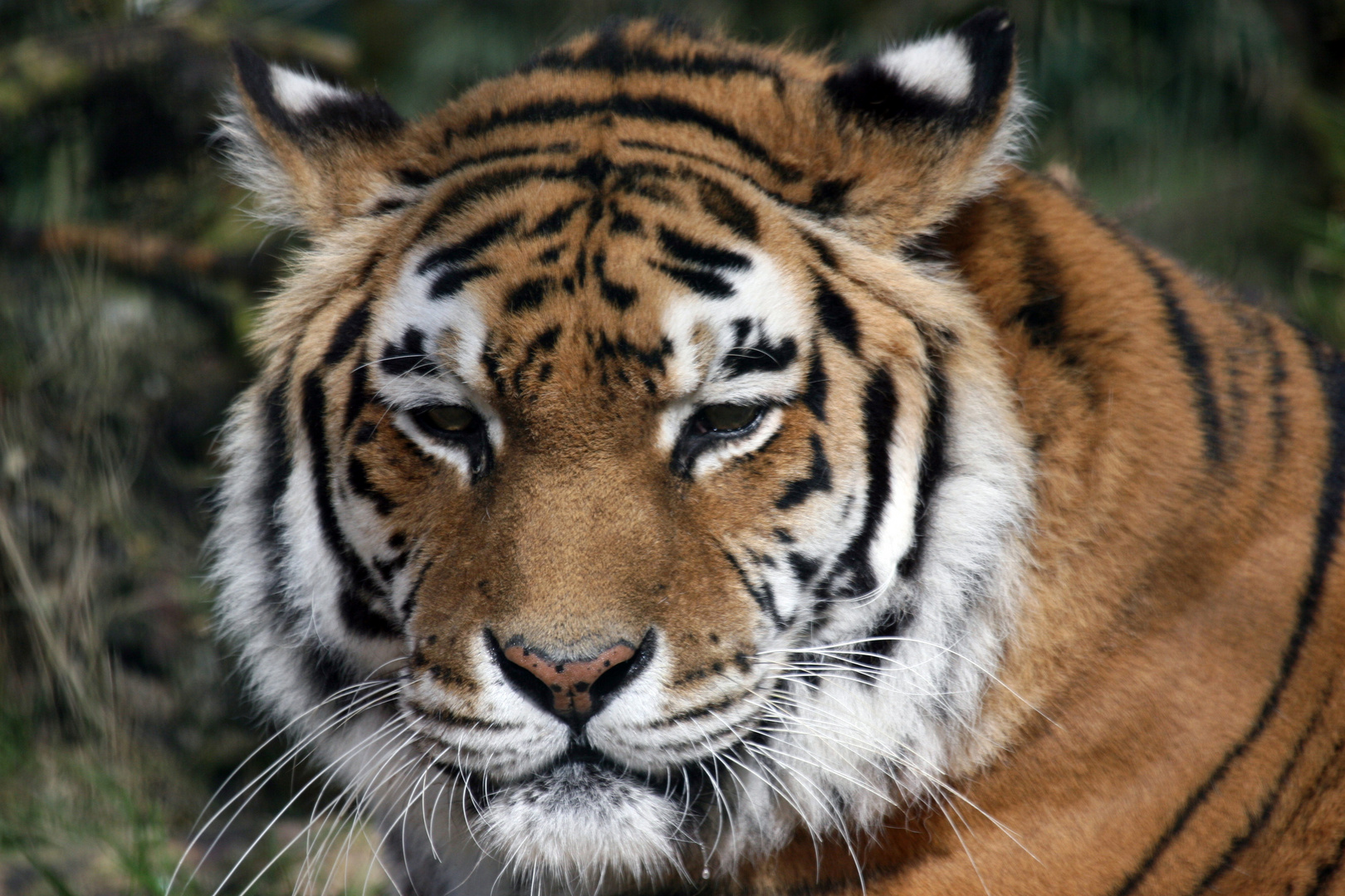 Nachdenklicher Tigerblick