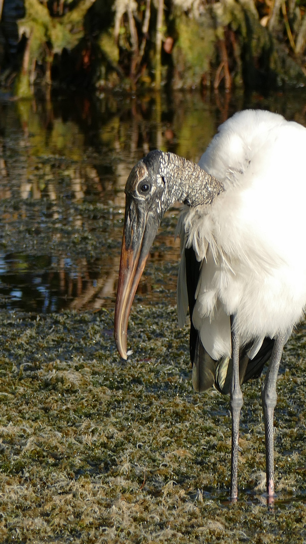 Nachdenklicher Waldstorch 