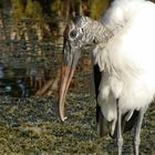 Nachdenklicher Waldstorch 