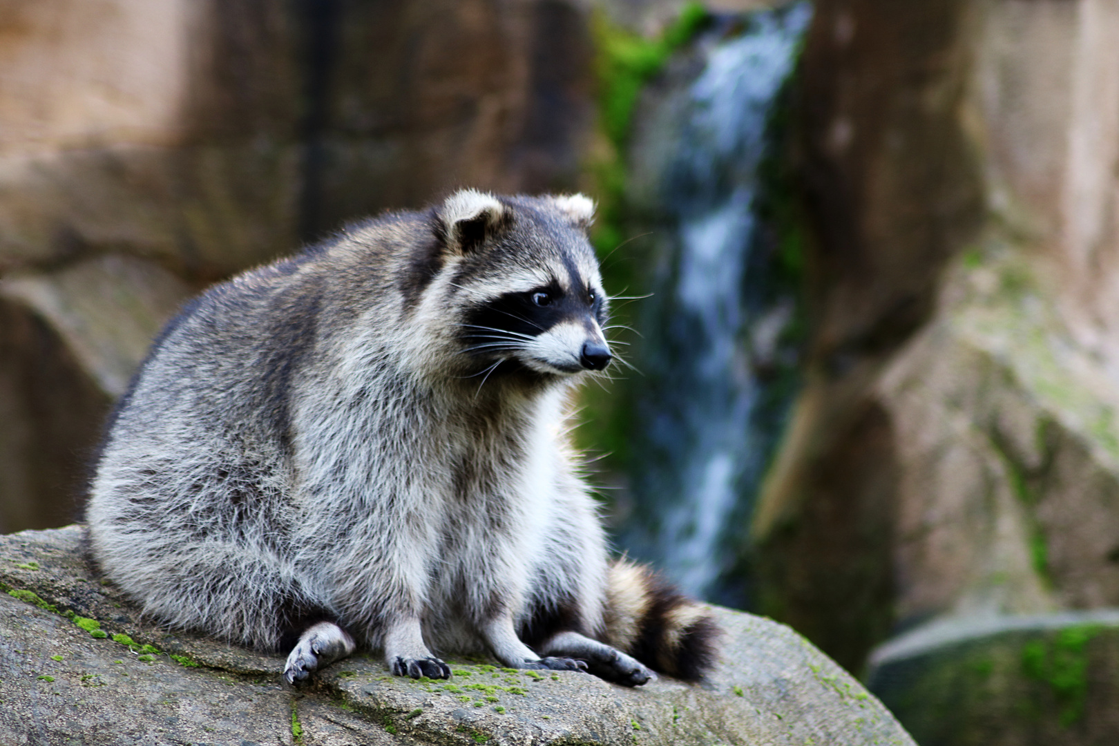 nachdenklicher Waschbär