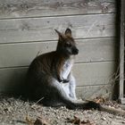 nachdenkliches Känguru