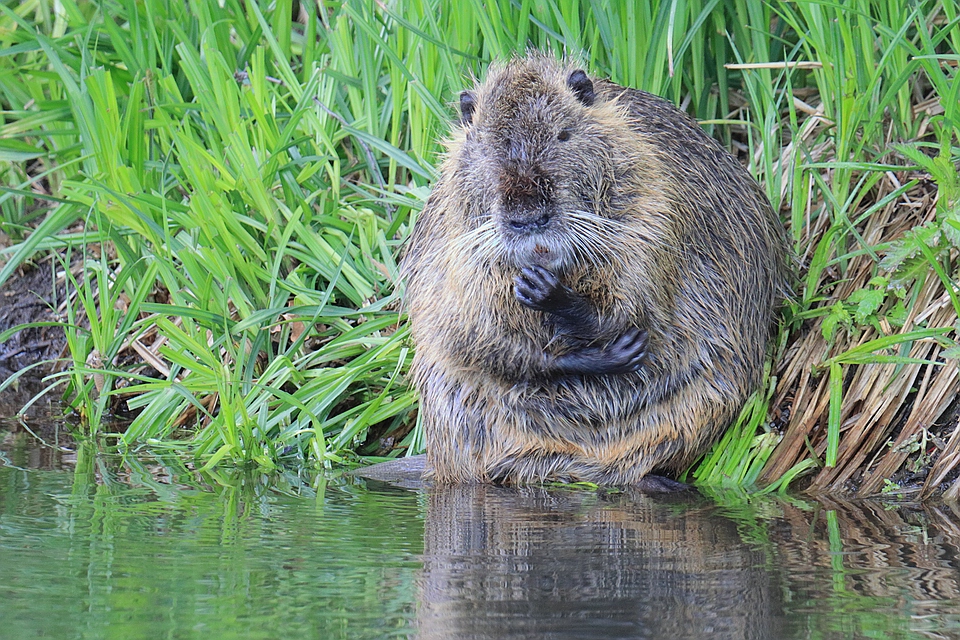 Nachdenkliches Nutria