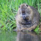 Nachdenkliches Nutria