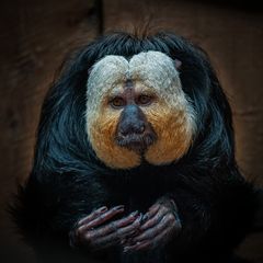 Nachdenkliches Weißkopf - Saki - Männchen im Zoo von Amnéville / F