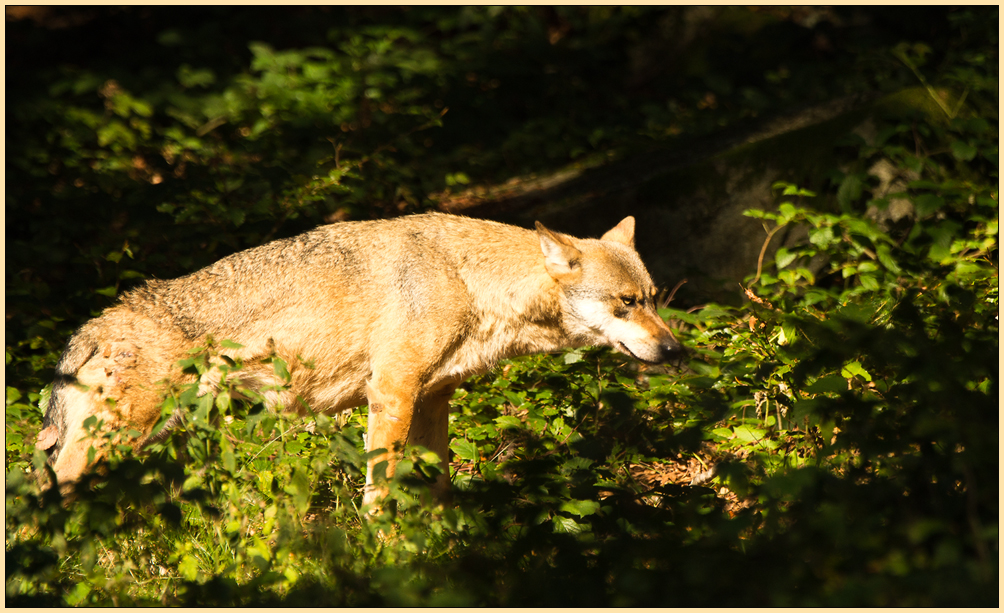 ...nachdenklich...(Wolf-2)