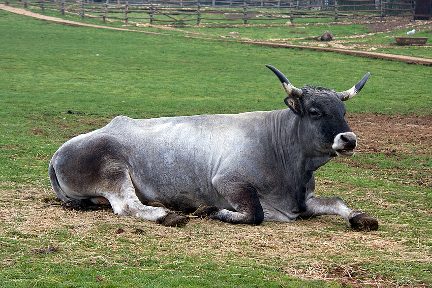 Nachfahre ...