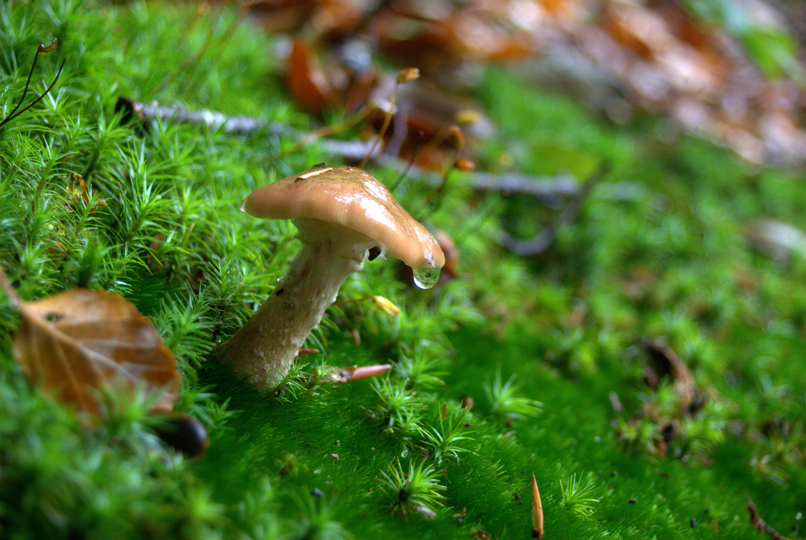 Nachgefragter Pilz :-)