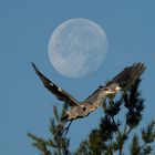 Nachgeholfen  -  Graureiher Abflug