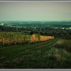 Nachglühen auf dem Weinberg