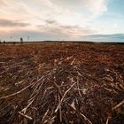 Nachhaltig in Holz investieren.