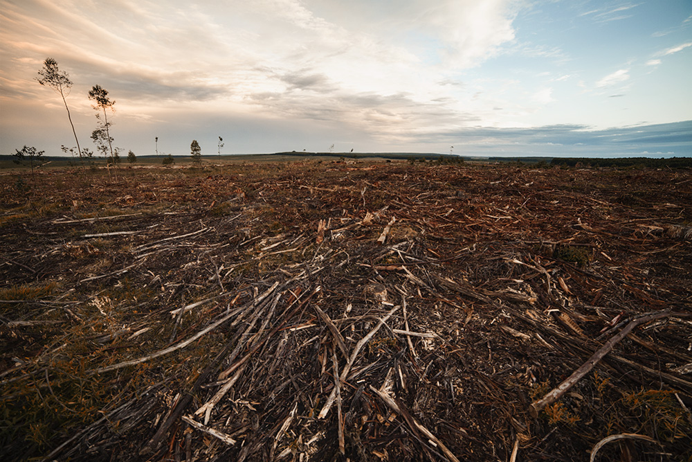 Nachhaltig in Holz investieren.