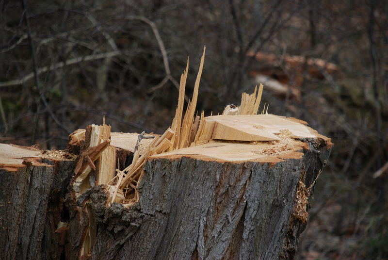 Nachhaltige Bewirtschaftung Foto & Bild landschaft, wald, natur