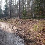 "Nachhaltige" Waldbewirtschaftung durch das Forstamt Burglengenfeld, Kreis Schwandorf, Reg.bez. Opf.