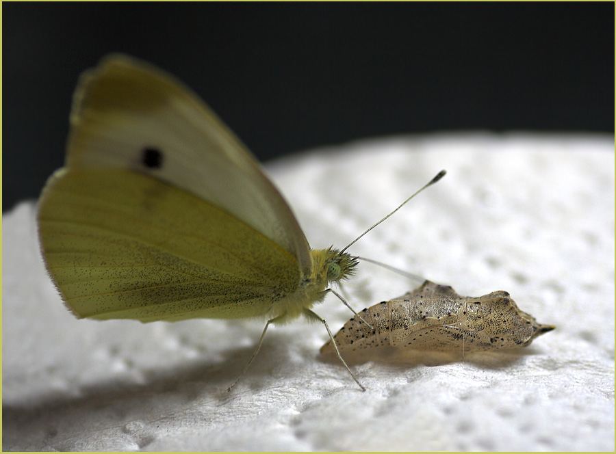 Nachher darf er fliegen....