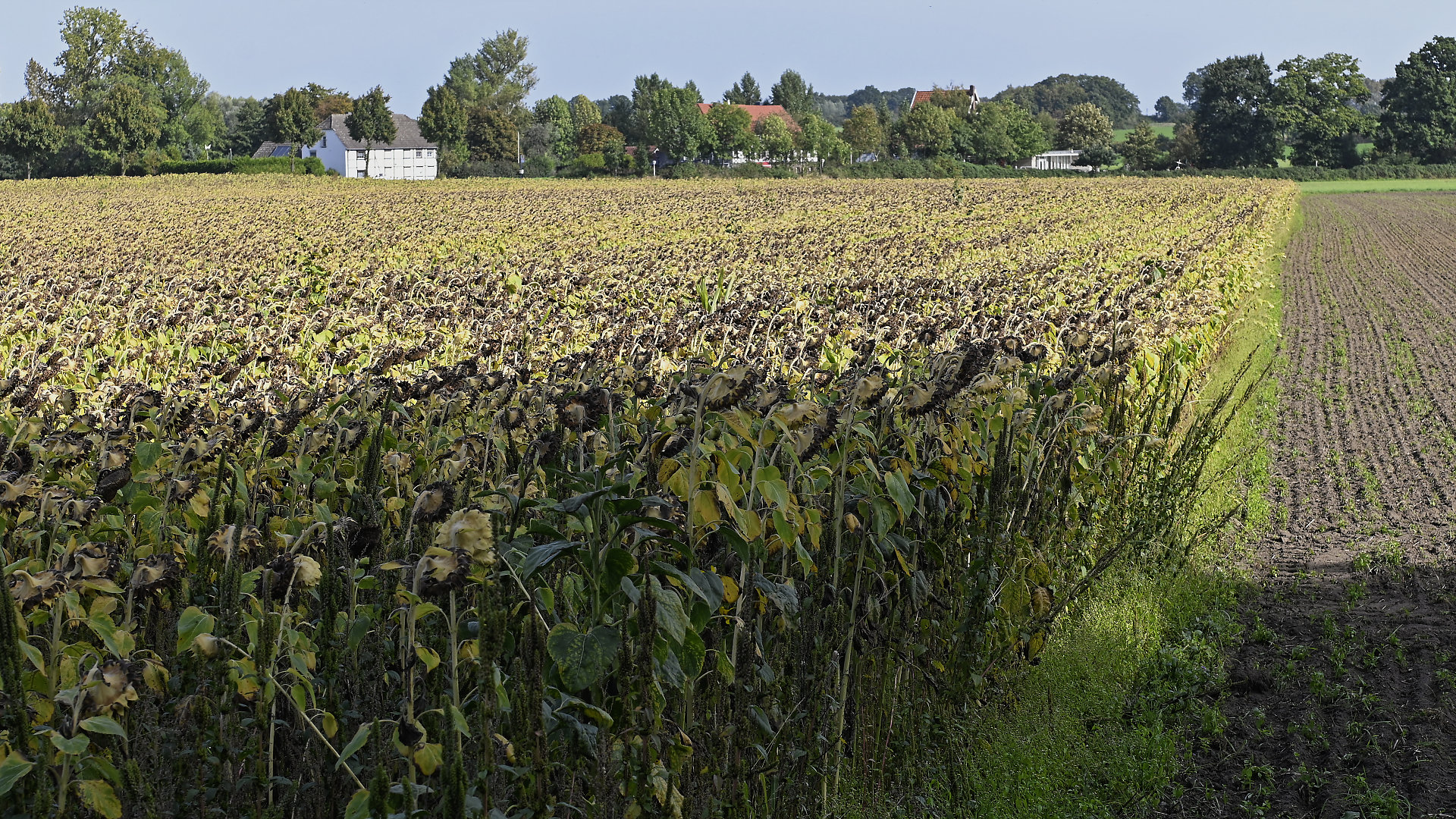 Nachher - vorher - die Verwandlung eines Sonnenblumenfeldes