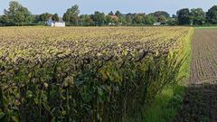 Nachher - vorher - die Verwandlung eines Sonnenblumenfeldes