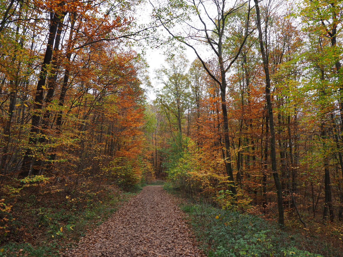 ..Nachherbst