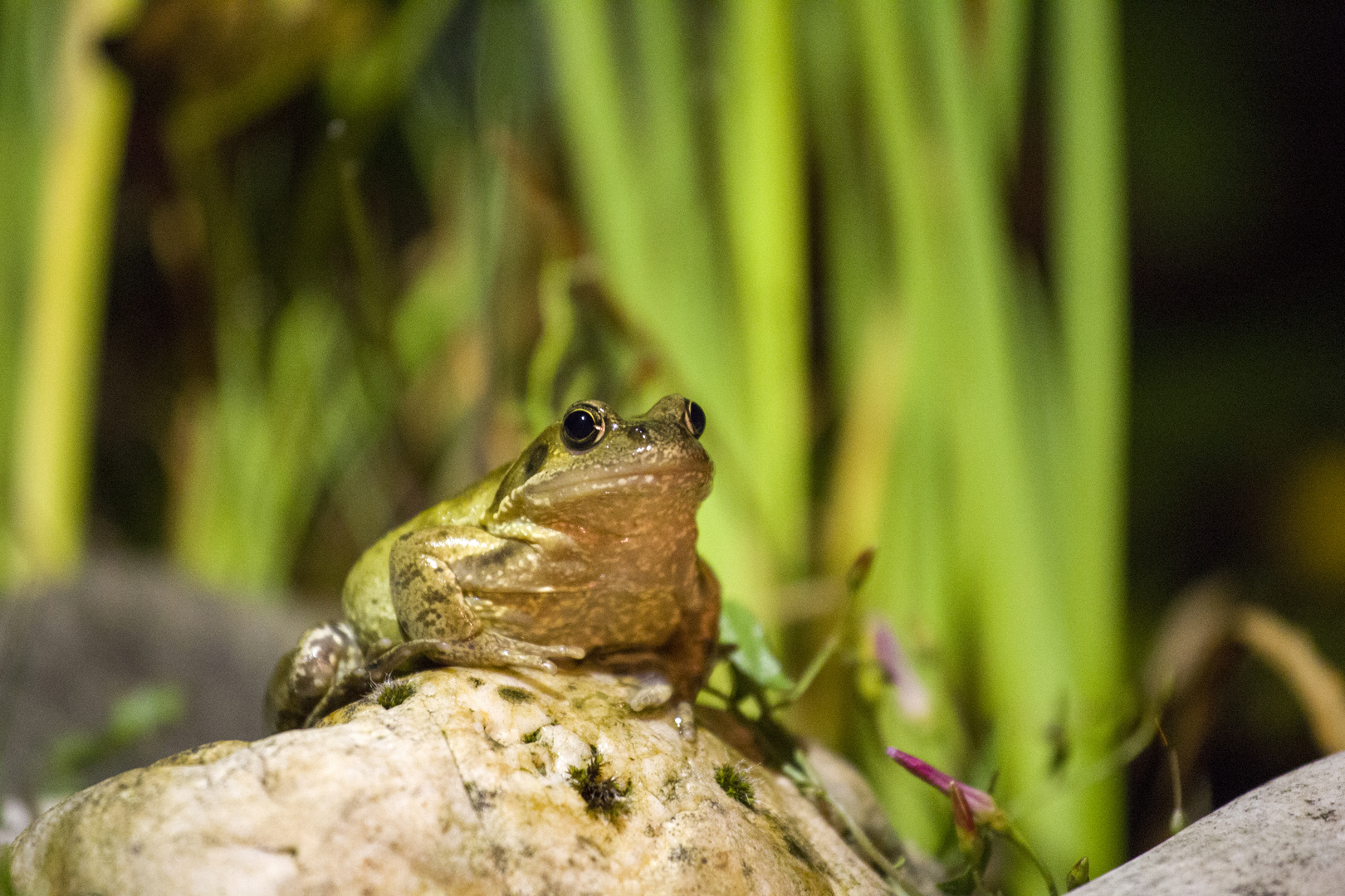 Nac(h)ktfrosch