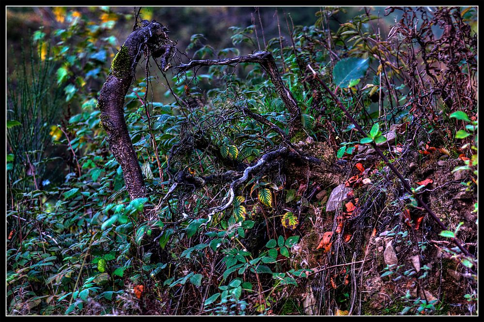 Nachkyrillsauer landvegetation