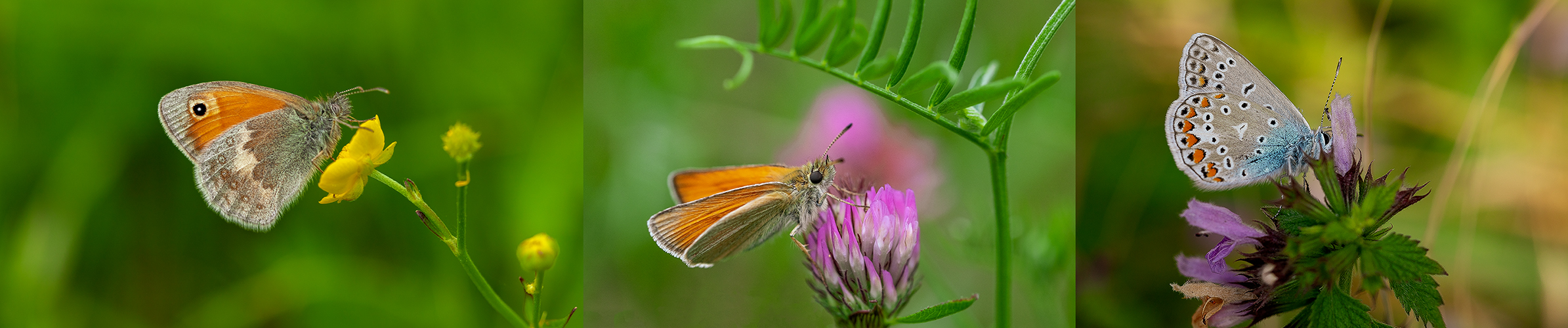 Nachlese Schmetterlinge