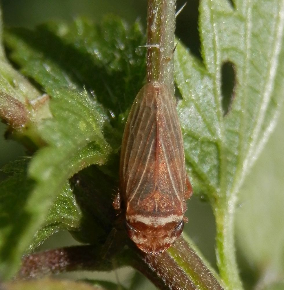 Nachlese: Wiesen-Erdzikade (Aphrodes cf. makarovi) auf Brennnessel