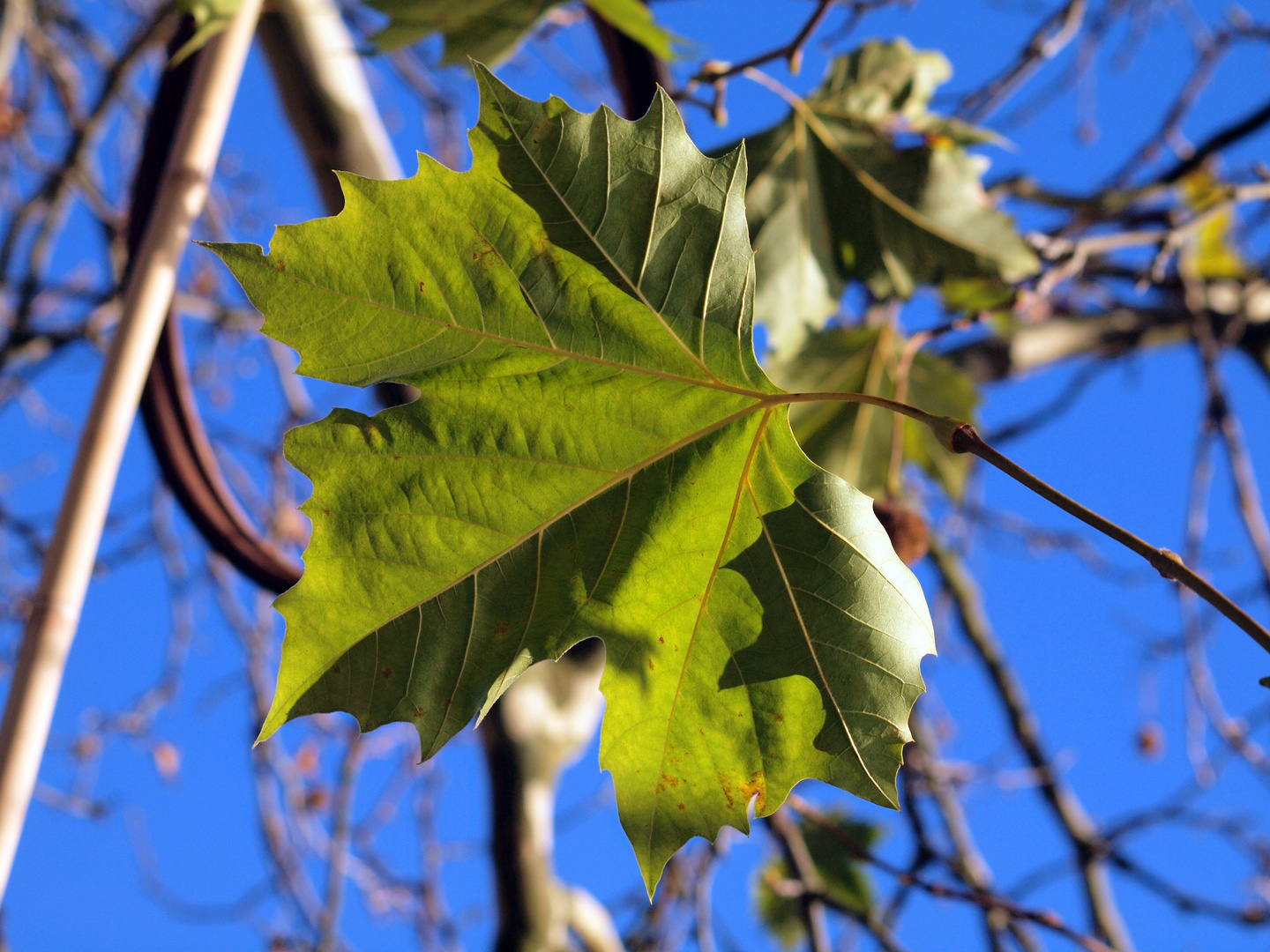 Nachlese zum Herbst