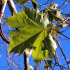 Nachlese zum Herbst