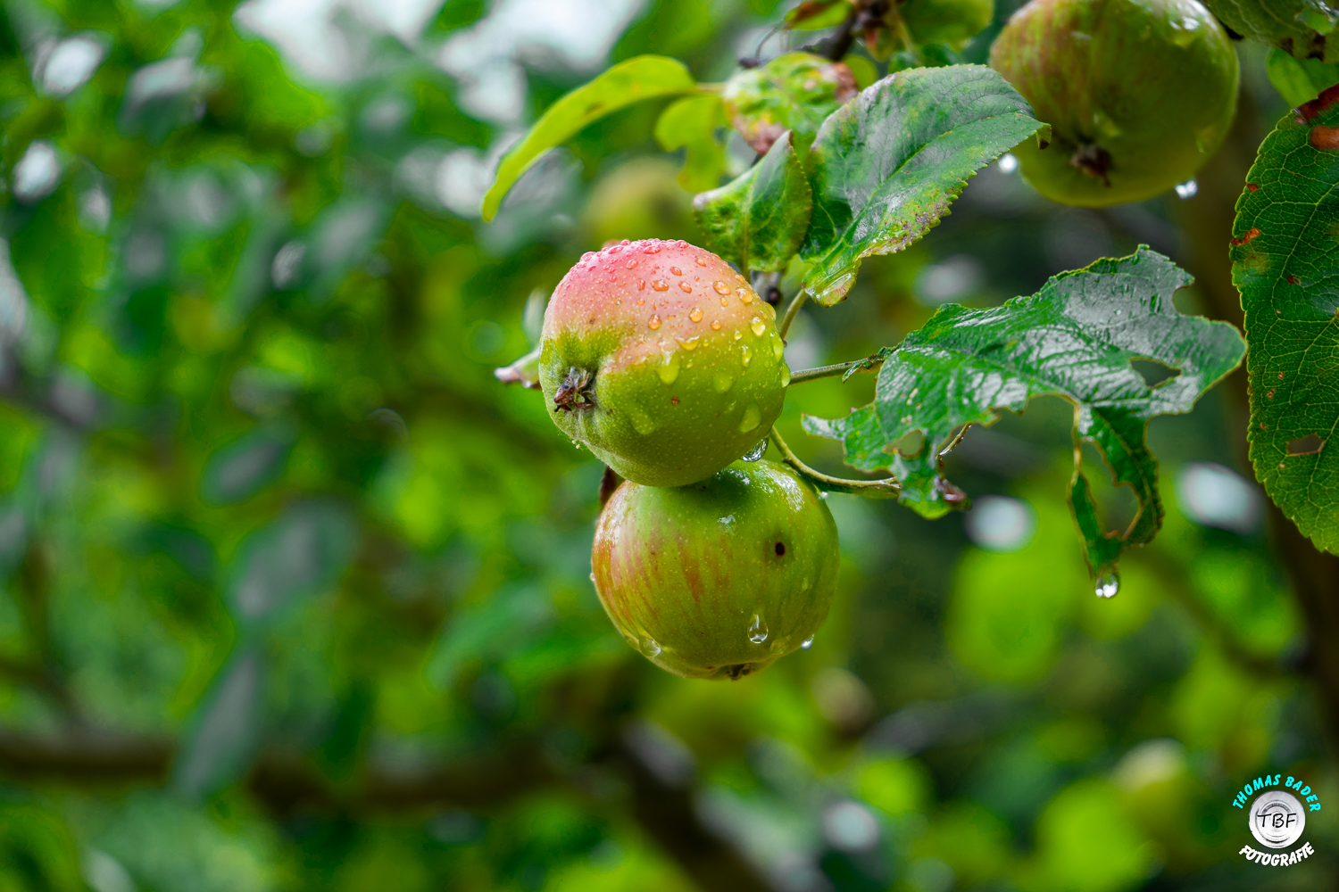 Nach´m Regen ist das Obst ...