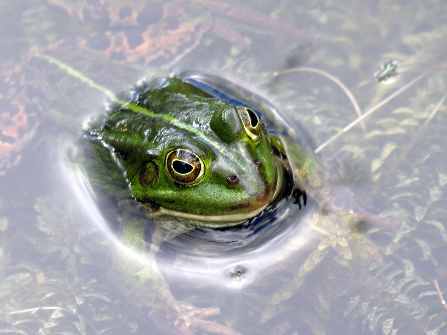 nachmachen nach Möglichkeit