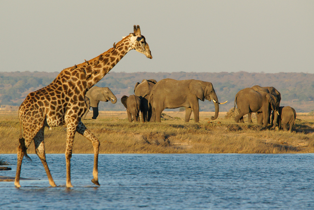 Nachmittag am Chobe River