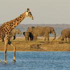 Nachmittag am Chobe River