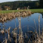 Nachmittag am Teich