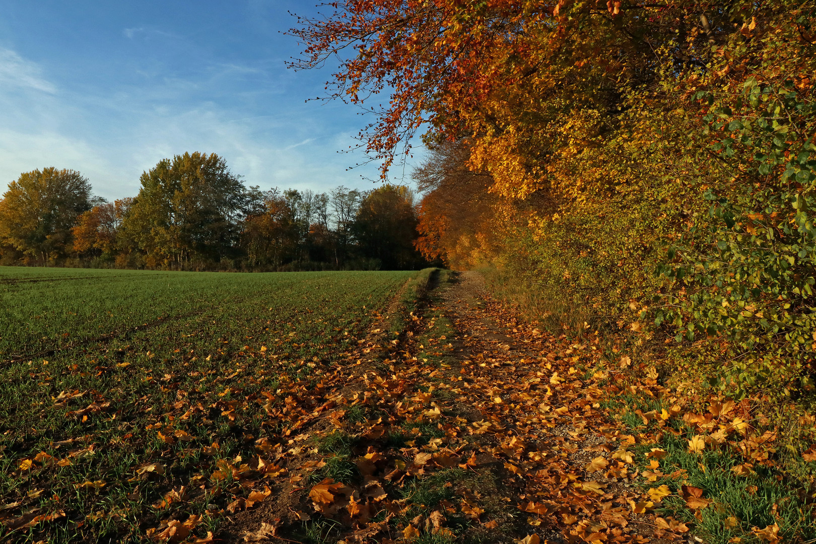 Nachmittag am Waldrand