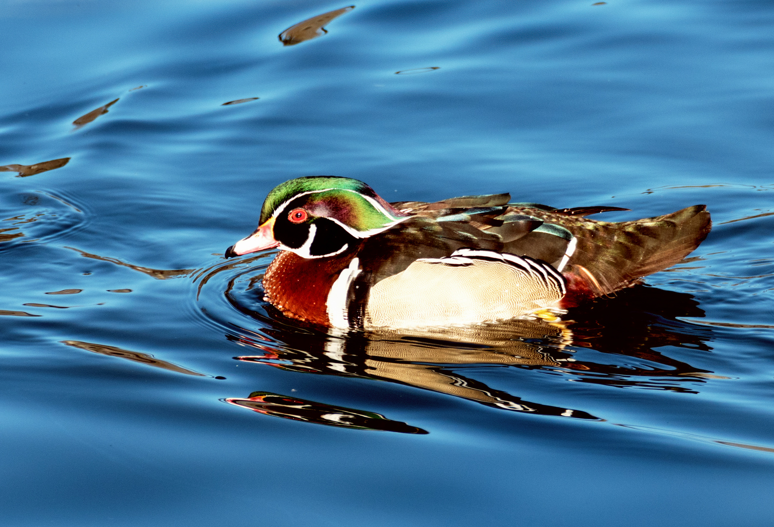 Nachmittag am Weiher